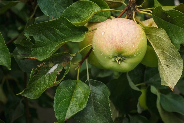 Manzanas Rama Entre Las Hojas Verdes — Foto de Stock