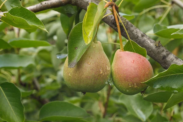 Dos Peras Maduras Rama — Foto de Stock