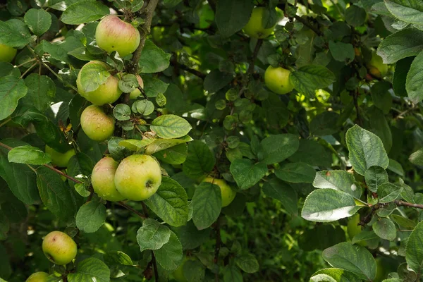 Manzanas Rama Copiar Espacio — Foto de Stock