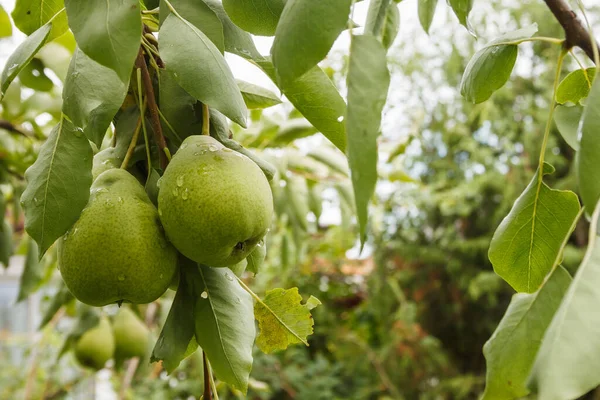 Dos Peras Maduras Rama — Foto de Stock