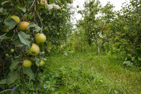 Manzanas Rama Copiar Espacio — Foto de Stock