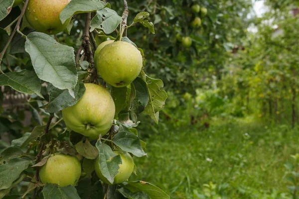 Manzanas Rama — Foto de Stock