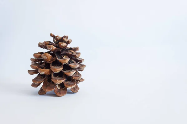 Pine Cone Light Background Copy Space — Stock Photo, Image