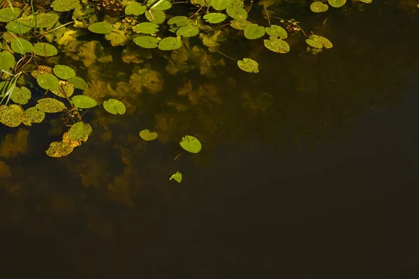 Top view of underwater river\'s plants. Underwater world of the river. Leaves of Yellow Water-lily (Nuphar lutea) on the river. Copy space.