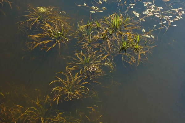 Rivier Onderwater Planten Onderwaterwereld Van Rivier Bovenaanzicht — Stockfoto