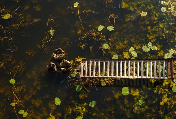 Vue Dessus Rivière Ancien Quai Feuilles Nénuphar Jaune Nuphar Lutea — Photo