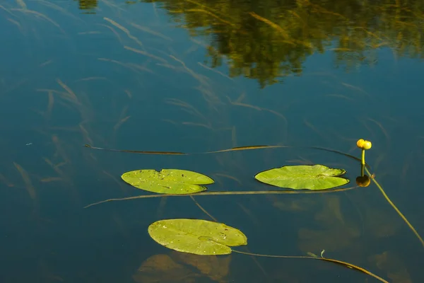 Bladeren Van Gele Waterlelie Nuphar Lutea Rivier — Stockfoto