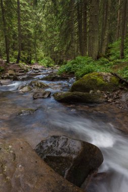 Ormandaki dağ deresi. Karpatlar