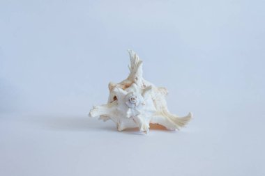 Hafif bir arkaplanda deniz kabuğu. 