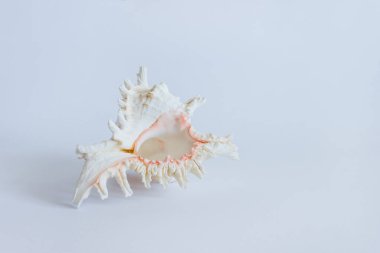 Arka planda deniz kabuğu. Boşluğu kopyala.