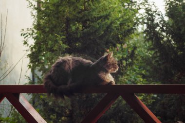 Gri kedi ardıçkuşunun arka planında oturuyor. Akşam ışığı