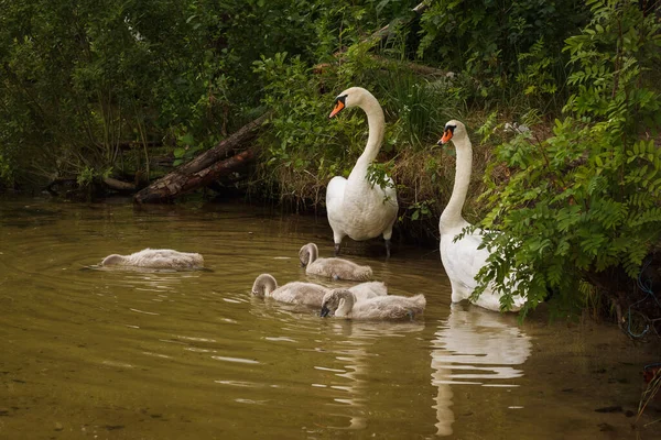 Familia Los Cisnes Blancos Cerca Orilla Del Lago — Foto de Stock