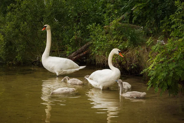 Familia Los Cisnes Blancos Cerca Orilla Del Lago — Foto de Stock