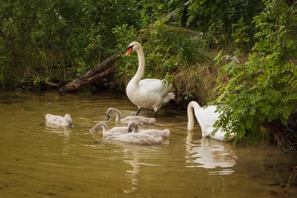 The family of white swans near the lake shore