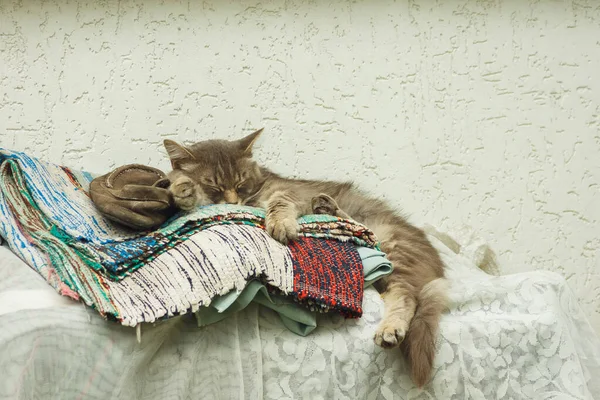 Gato Gris Duerme Banco — Foto de Stock