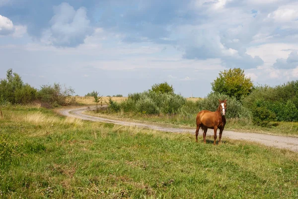 Кінь Їсть Траву Пасовищі Літо — стокове фото