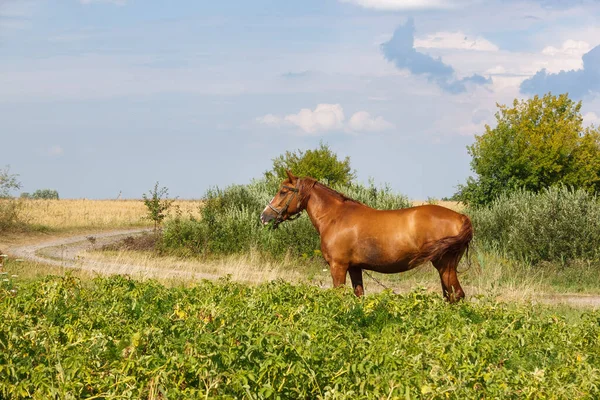 Кінь Їсть Траву Пасовищі Літо — стокове фото