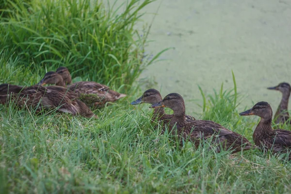 Nehirdeki Genç Vahşi Ördekler — Stok fotoğraf
