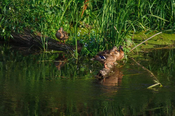 Jóvenes Patos Salvajes Río — Foto de Stock