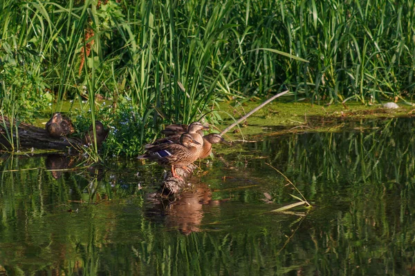 Jóvenes Patos Salvajes Río — Foto de Stock