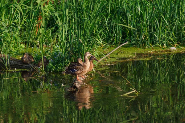 Jóvenes Patos Salvajes Río — Foto de Stock