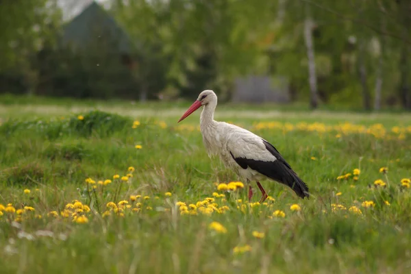 Fehér Gólya Ciconia Ciconia Vadászik Között Réten Ukrajna — Stock Fotó