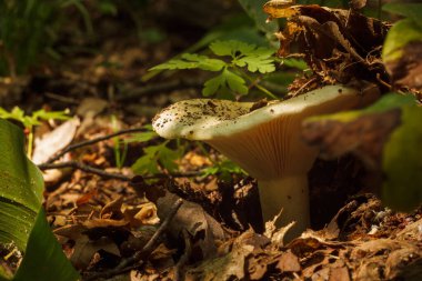 Russula Delica, süt beyazı brittlegill olarak bilinen bir mantar türüdür. Küçük alan derinliği