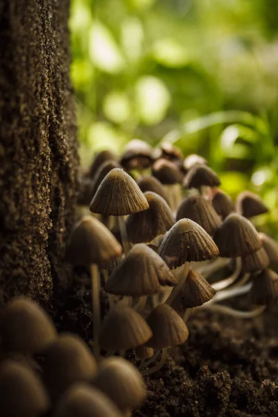 Colony Small Mushrooms Thin Legs Close Small Depth Field — Stock Photo, Image