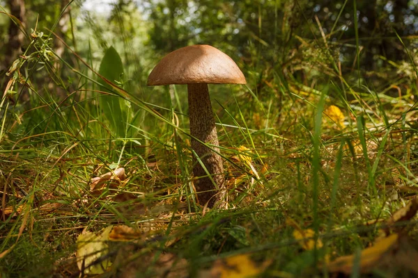 可食用的蘑菇褐色瓶盖圆柱形花 Leccinum Scabrum — 图库照片