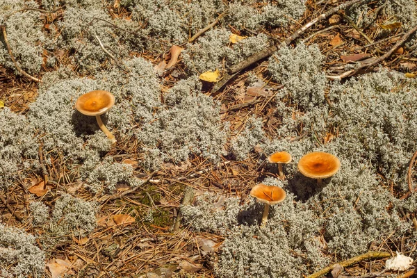 带有橙色帽子的野生蘑菇生长在灰色苔藓中 — 图库照片