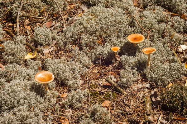 Wild Mushrooms Orange Hats Grow Midst Gray Moss — Stock Photo, Image