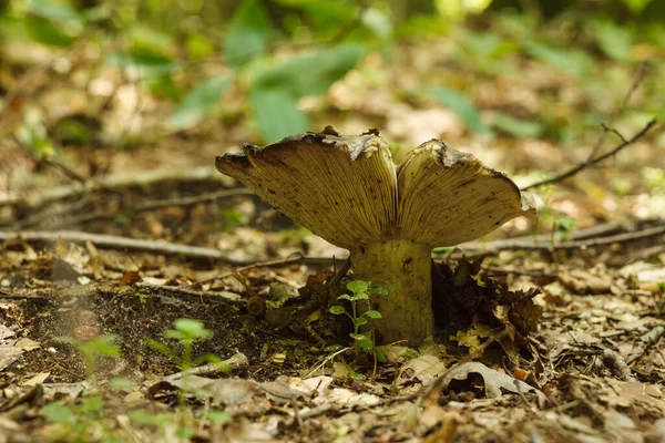 Wilde Paddenstoelen Kleine Velddiepte — Stockfoto