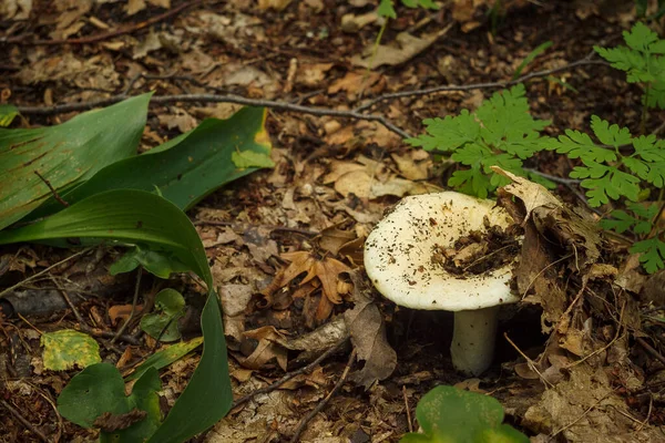 红豆菇是一种蘑菇 其俗称为乳白色脆腿菌 实地深度小 — 图库照片