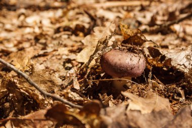 Mantar (Russula cyanoxantha) genellikle kömür yakıcı olarak bilinir.