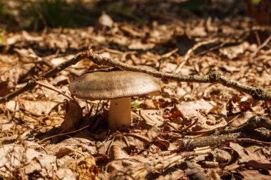 Mantar (Russula cyanoxantha) genellikle kömür yakıcı olarak bilinir.