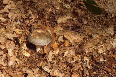 Mantar (Russula cyanoxantha) genellikle kömür yakıcı olarak bilinir.