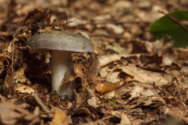 Mantar (Russula cyanoxantha) genellikle kömür yakıcı olarak bilinir.