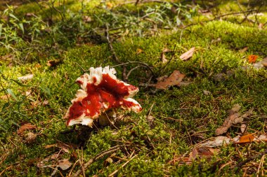 Kozalaklı bir ormanda Russula Rosea.
