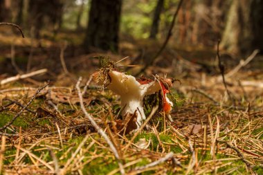 Kozalaklı bir ormanda Russula