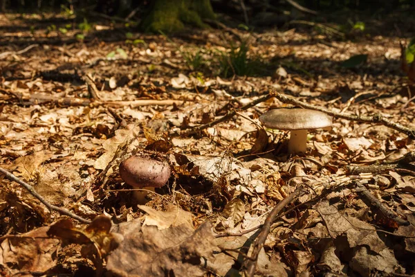 Champignon Russula Cyanoxantha Communément Appelé Brûleur Charbon Bois — Photo