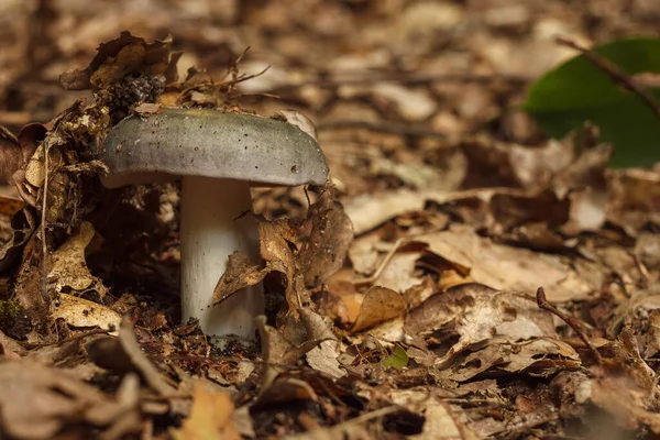 Champignon Russula Cyanoxantha Communément Appelé Brûleur Charbon Bois — Photo