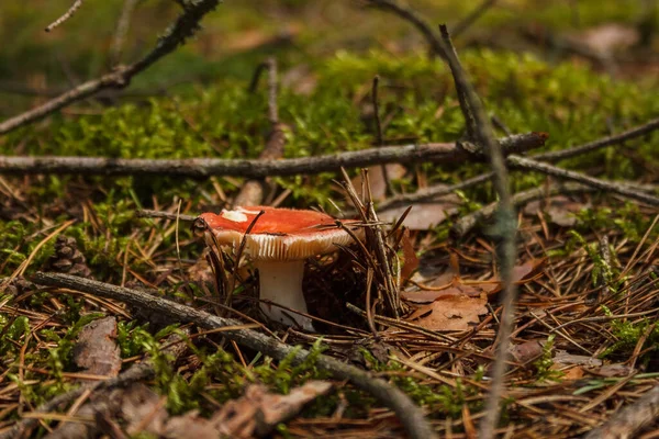 Russula Rosea Dans Une Forêt Conifères — Photo