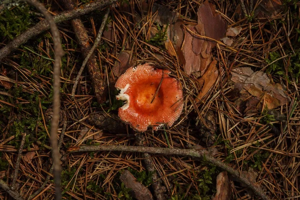 Russula Rosea Κωνοφόρα Δάση — Φωτογραφία Αρχείου