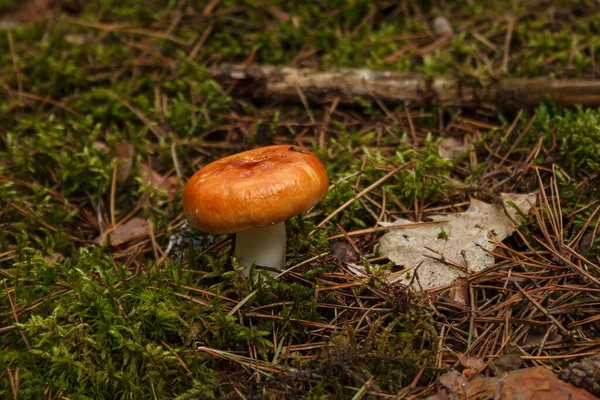 Russula Dans Mousse Verte Dans Forêt Conifères — Photo