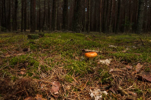 Russula Green Moss Coniferous Forest — Stock Photo, Image