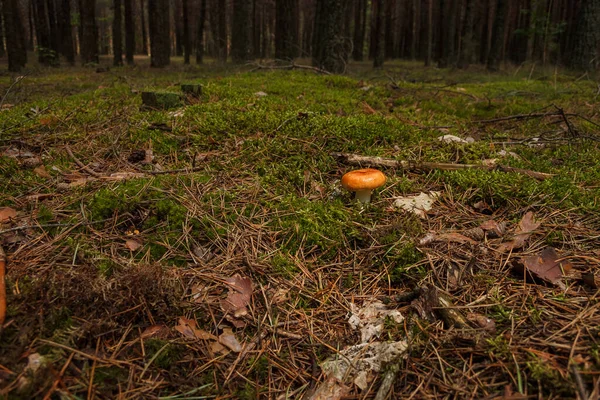 Russula Green Moss Coniferous Forest — Stock Photo, Image