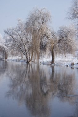 Karla kaplı kıyıları ve ağaçları olan kış nehri. Kış manzarası