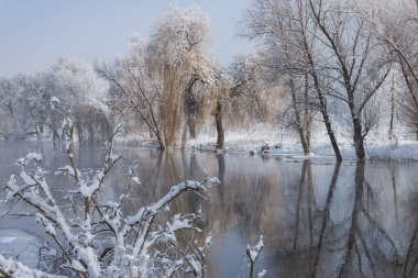 Karla kaplı kıyıları ve ağaçları olan kış nehri. Kış manzarası