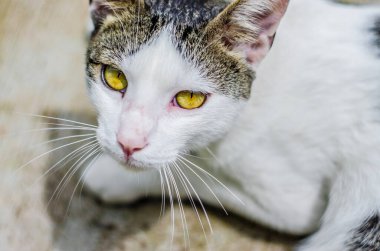 Bir kedi ve onun güzel görünüşü.