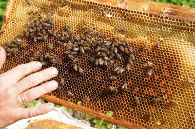 Arılar için ev / bal peteği / bal yapmak